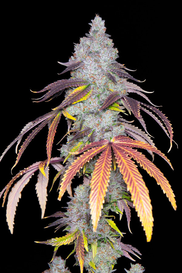 Blacklung (F1)