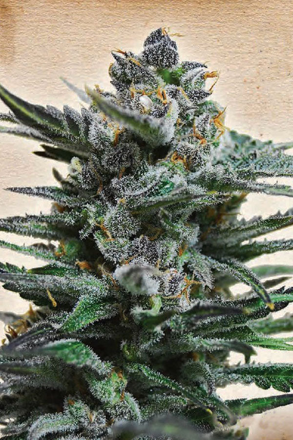 Blue Acid Auto