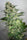 CBD Kush x Mandala #1 (Limited Edition) - Mandala Seeds Shop Mandala Seeds