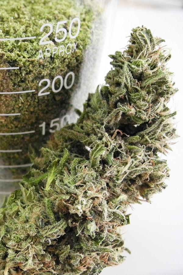 CBD Kush x Mandala #1 (Limited Edition) - Mandala Seeds Shop Mandala Seeds