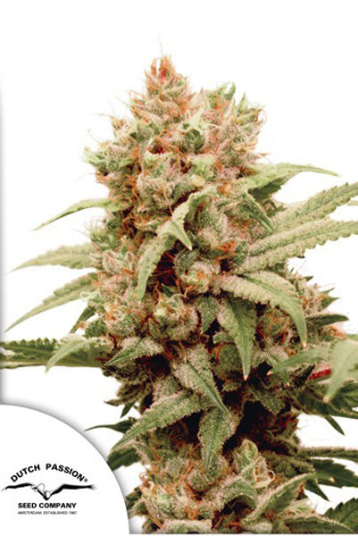 CBG-Force