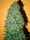 California Dream - Mandala Seeds Shop Mandala Seeds