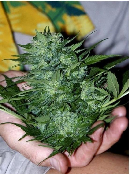 California Dream - Mandala Seeds Shop Mandala Seeds