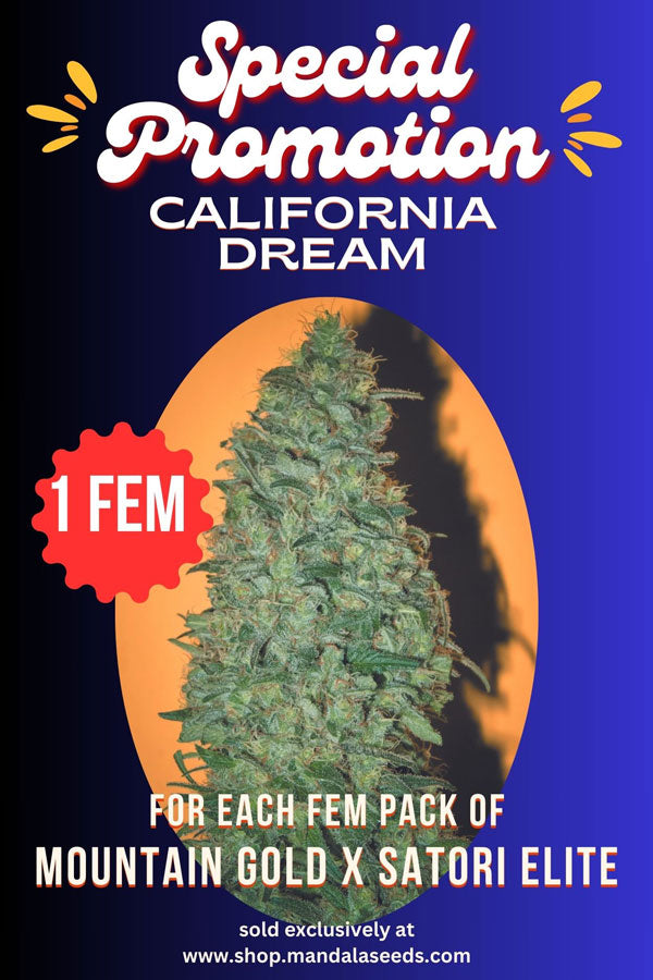 California Dream Promo (1 fem seed)