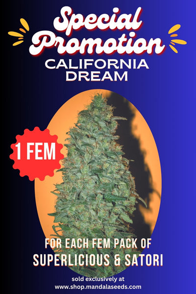 California Dream Promo (1 fem seed)