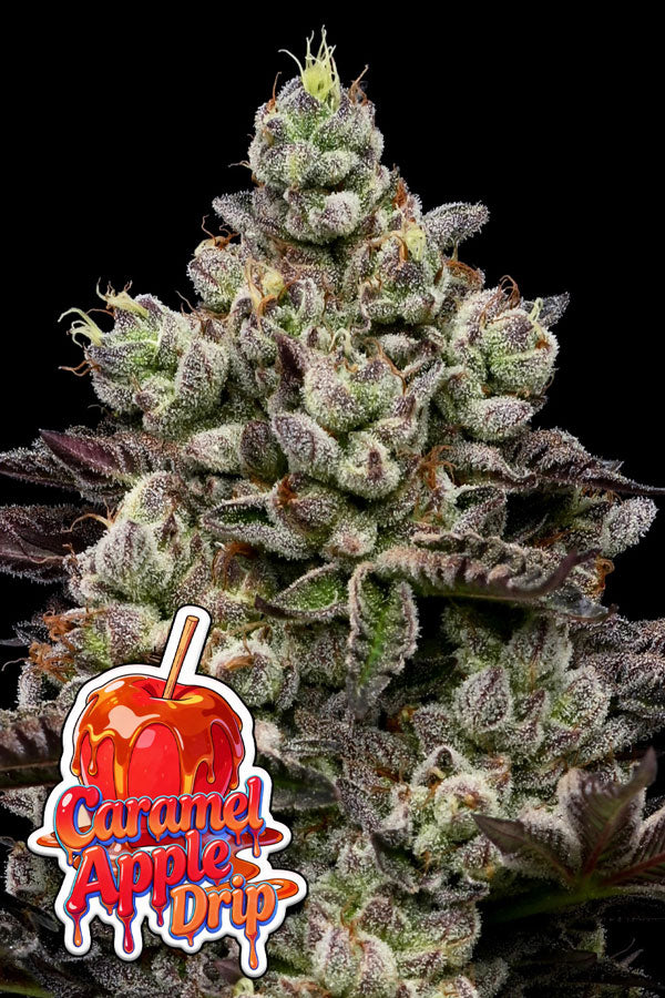 Caramel Apple Drip