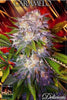 Caramelo - Mandala Seeds Shop Delicious Seeds