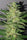 Chocobang - Mandala Seeds Shop Delicious Seeds