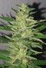 Chocobang - Mandala Seeds Shop Delicious Seeds