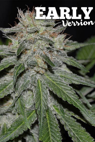 Critical Neville Haze 2.0 EV - Mandala Seeds Shop Delicious Seeds