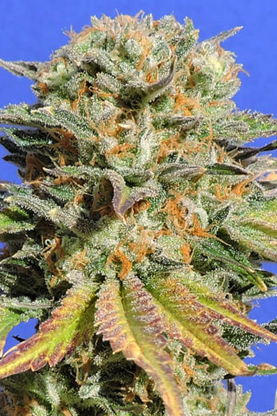 Dr. Bruce Banner CBD