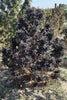 Durand Line #3