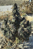 Durand Line #4