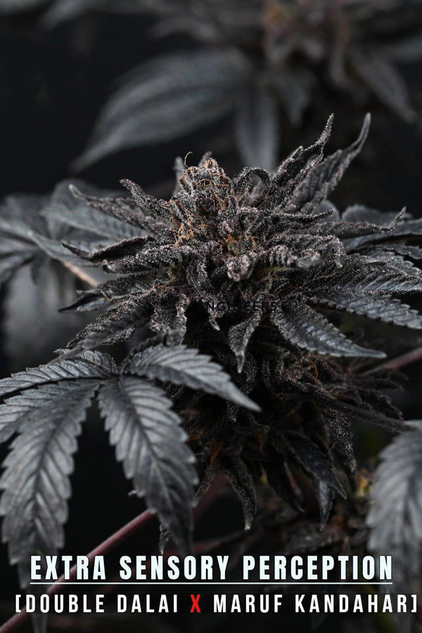 ESP (Extra Sensory Perception)