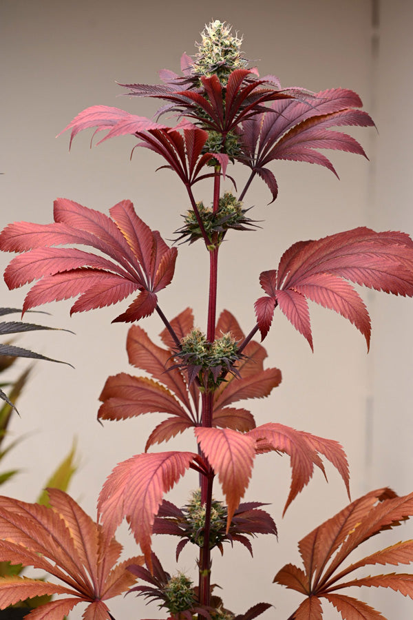 ESP (Extra Sensory Perception)