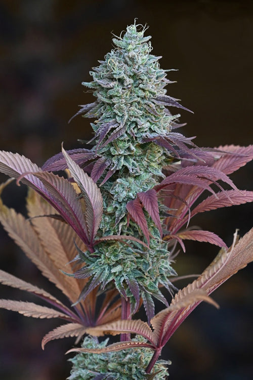 ESP (Extra Sensory Perception)