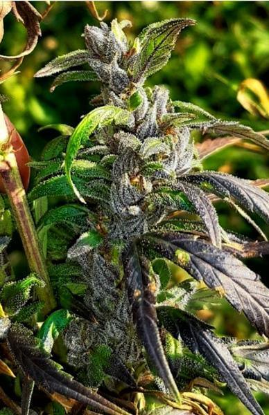 Eastern Manipur-Burma (10 regular seeds) - Mandala Seeds Shop Indian Landrace Exchange