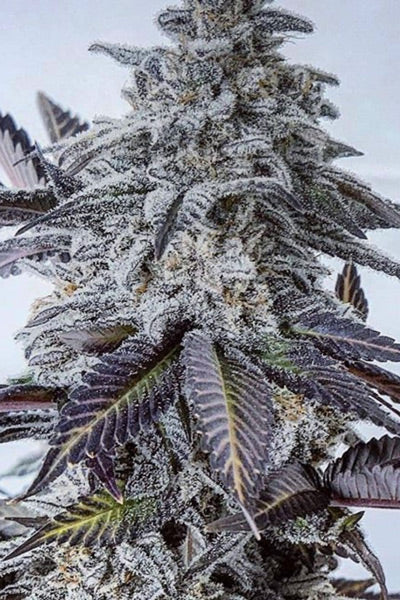 Eleven Roses (Early Version)