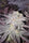Eleven Roses (Early Version)