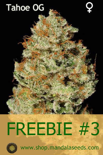 FREEBIE #3 (Tahoe OG fem)