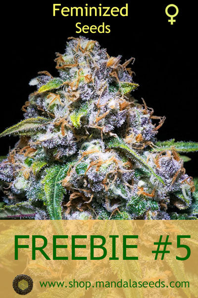 FREEBIE #5 (Feminized Seeds)