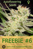 FREEBIE #6 (Auto Cookies fem) - Mandala Seeds Shop Mandala Shop