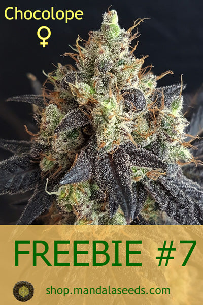 FREEBIE #7 (Chocolope fem)