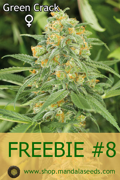 FREEBIE #8 (Green Crack fem)