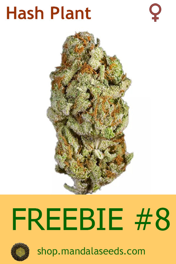 FREEBIE #8 (Sensi Hash Plant fem)