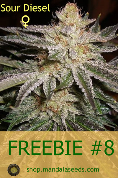 FREEBIE #8 (Sour Diesel fem)