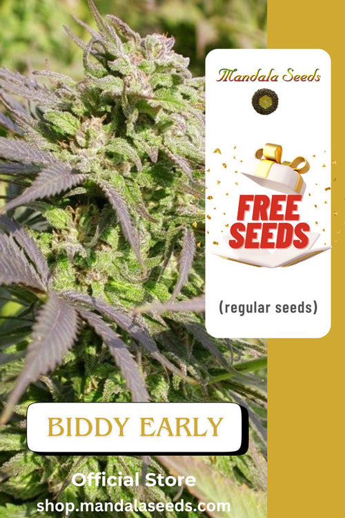 FREEBIE (Biddy Early regular)