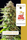 FREEBIE (Cookies Haze fem)