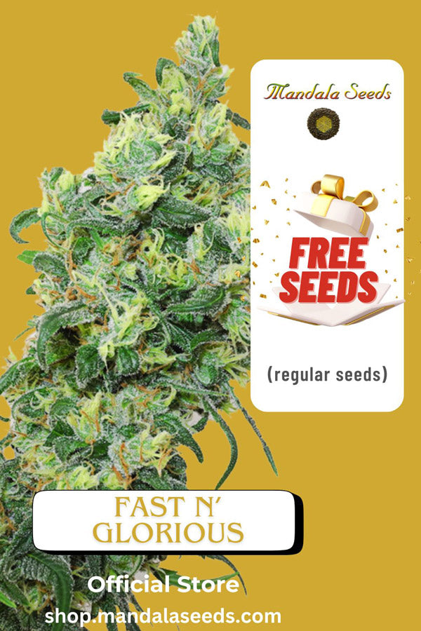 FREEBIE (Fast N' Glorious regular)