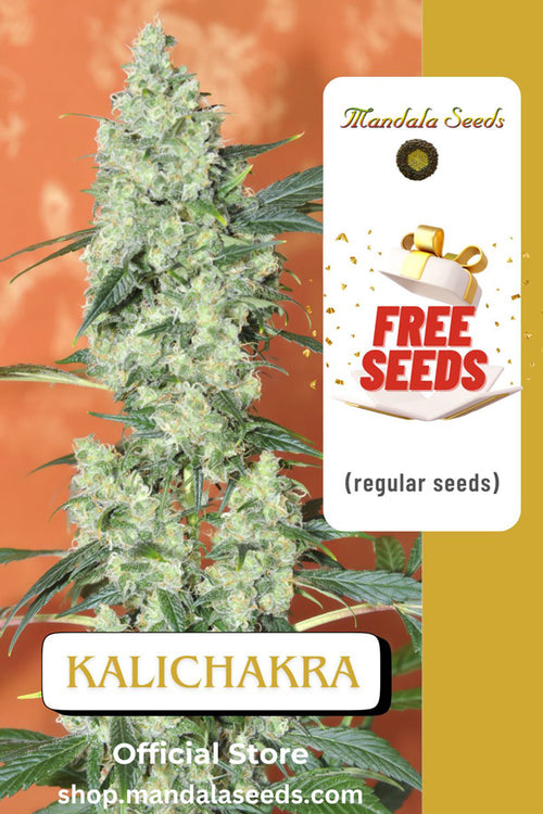 FREEBIE (Kalichakra regular)