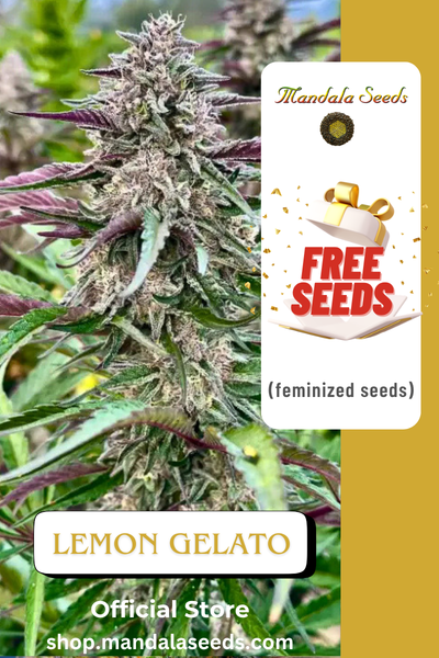 FREEBIE (Lemon Gelato fem)
