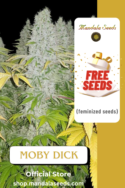FREEBIE (Moby Dick fem)