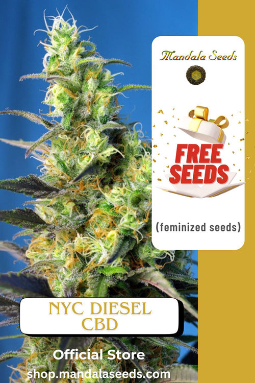 FREEBIE (NYC DIesel CBD fem)