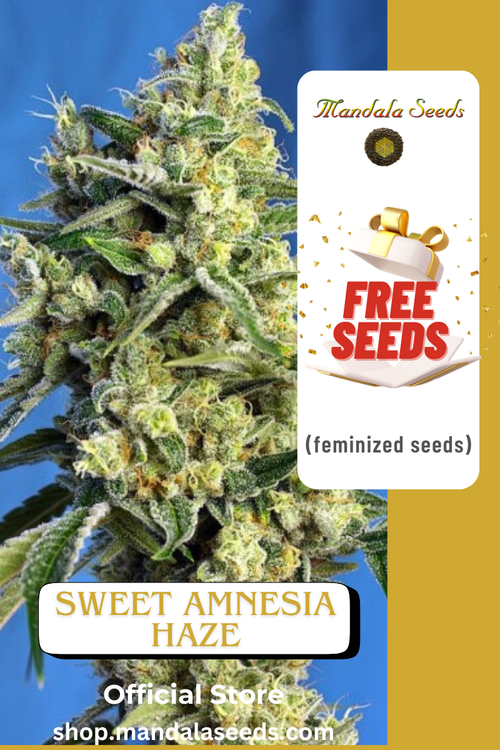 FREEBIE Sweet Amnesia Haze