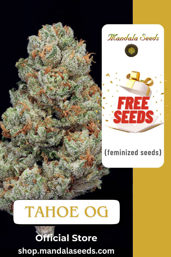 FREEBIE (Tahoe OG fem)