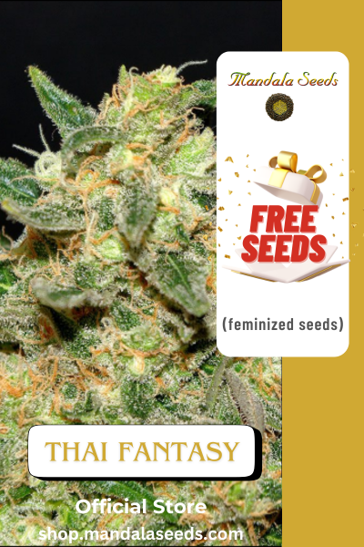 FREEBIE (Thai Fantasy fem)