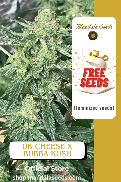 FREEBIE (UK Cheese x Bubba Kush fem)