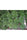 Fast N' Glorious - Mandala Seeds Shop Mandala Seeds