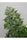 Flashberry - Mandala Seeds Shop Mandala Seeds