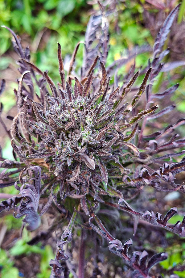 Frosty's Auto Freak