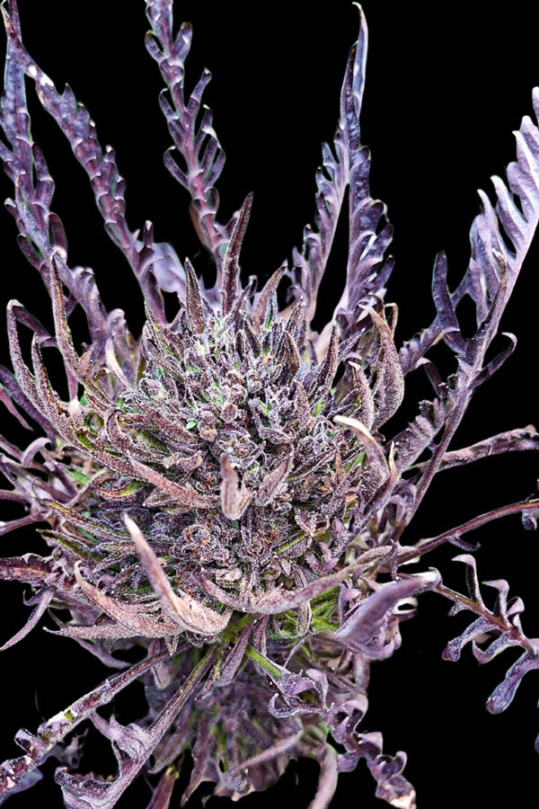 Frosty's Auto Freak
