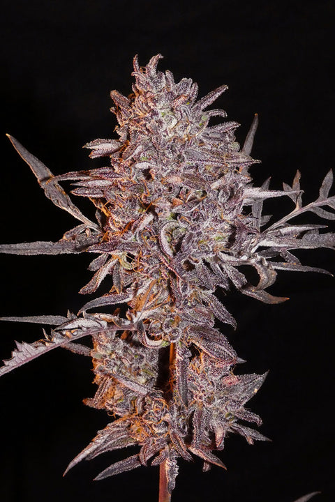 Frosty's Auto Freak