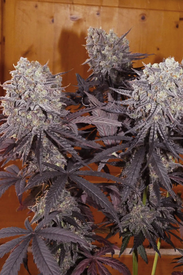 Frosty's Kush Pie