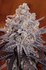 Frosty's Kush Pie