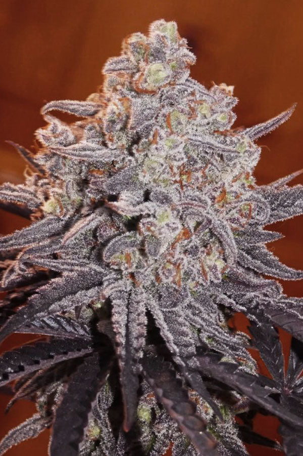 Frosty's Kush Pie