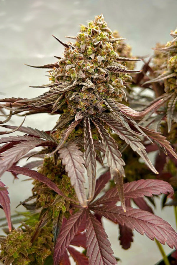 Frosty's Kush Pie
